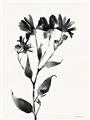 Picture of Black flower II (Ink border black ) _GroupedProduct_Rectangle_Portrait_Unframed_Print_Only_