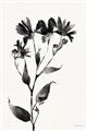 Picture of Black flower II (Ink border black ) _GroupedProduct_Rectangle_Portrait_Unframed_Print_Only_
