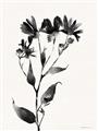 Picture of Black flower II (Ink border black ) _GroupedProduct_Rectangle_Portrait_Unframed_Print_Only_