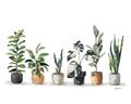 Picture of Pots with plants _GroupedProduct_Rectangle_Landscape_Unframed_Print_Only_