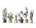 Picture of Pots with plants _GroupedProduct_Rectangle_Landscape_Unframed_Print_Only_