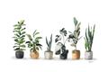 Picture of Pots with plants _GroupedProduct_Rectangle_Landscape_Unframed_Print_Only_