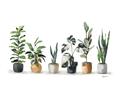 Picture of Pots with plants _GroupedProduct_Rectangle_Landscape_Unframed_Print_Only_