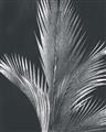 Picture of Pinneedles I _GroupedProduct_Rectangle_Portrait_Unframed_Print_Only_