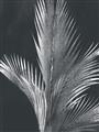 Picture of Pinneedles I _GroupedProduct_Rectangle_Portrait_Unframed_Print_Only_