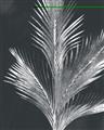 Picture of Pinneedles II _GroupedProduct_Rectangle_Portrait_Unframed_Print_Only_