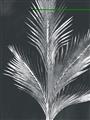 Picture of Pinneedles II _GroupedProduct_Rectangle_Portrait_Unframed_Print_Only_