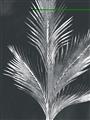 Picture of Pinneedles II _GroupedProduct_Rectangle_Portrait_Unframed_Print_Only_