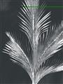 Picture of Pinneedles II _GroupedProduct_Rectangle_Portrait_Unframed_Print_Only_