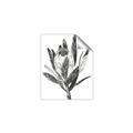 Picture of Spring Magnolia Blossoms _GroupedProduct_Rectangle_Portrait_Unframed_Print_Only_