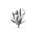 Picture of Spring Magnolia Blossoms _GroupedProduct_Rectangle_Portrait_Unframed_Print_Only_