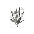 Picture of Spring Magnolia Blossoms _GroupedProduct_Rectangle_Portrait_Unframed_Print_Only_