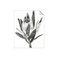 Picture of Spring Magnolia Blossoms _GroupedProduct_Rectangle_Portrait_Unframed_Print_Only_