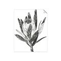 Picture of Spring Magnolia Blossoms _GroupedProduct_Rectangle_Portrait_Unframed_Print_Only_
