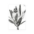 Picture of Spring Magnolia Blossoms _GroupedProduct_Rectangle_Portrait_Unframed_Print_Only_
