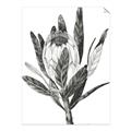 Picture of Spring Magnolia Blossoms _GroupedProduct_Rectangle_Portrait_Unframed_Print_Only_