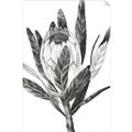 Picture of Spring Magnolia Blossoms _GroupedProduct_Rectangle_Portrait_Unframed_Print_Only_