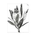 Picture of Spring Magnolia Blossoms _GroupedProduct_Rectangle_Portrait_Unframed_Print_Only_
