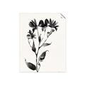 Picture of Black flower II (Ink border black ) _GroupedProduct_Rectangle_Portrait_Unframed_Print_Only_