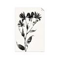 Picture of Black flower II (Ink border black ) _GroupedProduct_Rectangle_Portrait_Unframed_Print_Only_