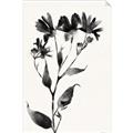 Picture of Black flower II (Ink border black ) _GroupedProduct_Rectangle_Portrait_Unframed_Print_Only_