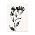Picture of Black flower II (Ink border black ) _GroupedProduct_Rectangle_Portrait_Unframed_Print_Only_