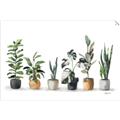 Picture of Pots with plants _GroupedProduct_Rectangle_Landscape_Unframed_Print_Only_