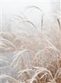 Picture of Frosted pampas grass _GroupedProduct_Rectangle_Portrait_Photography _GroupedProduct_Rectangle_Portrait_Unframed_Print_Only_