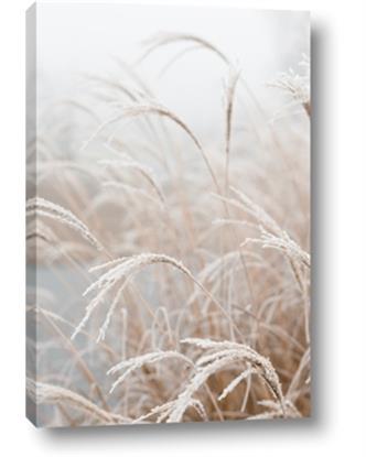 Picture of Frosted pampas grass