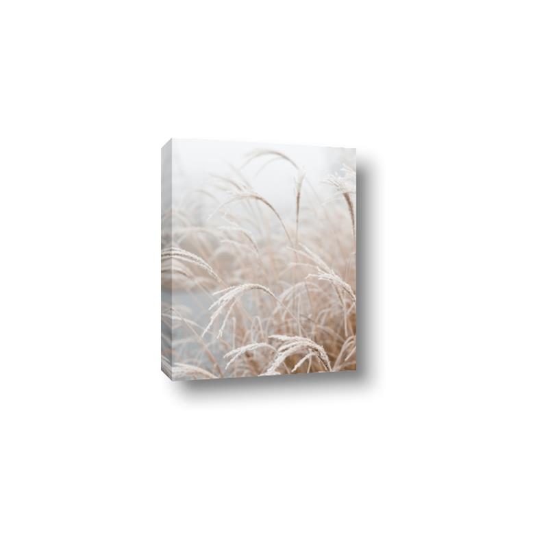 Picture of Frosted pampas grass _GroupedProduct_Rectangle_Portrait_Photography _GroupedProduct_Rectangle_Portrait_Canvas_