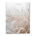 Picture of Frosted pampas grass _GroupedProduct_Rectangle_Portrait_Photography _GroupedProduct_Rectangle_Portrait_Canvas_