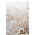 Picture of Frosted pampas grass _GroupedProduct_Rectangle_Portrait_Photography _GroupedProduct_Rectangle_Portrait_Canvas_
