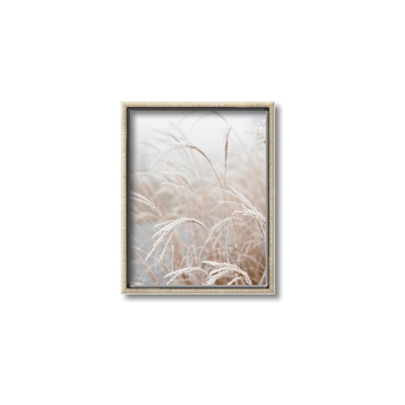 Picture of Frosted pampas grass _GroupedProduct_Rectangle_Portrait_Photography _GroupedProduct_Rectangle_Portrait_Canvas_Framed_