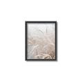 Picture of Frosted pampas grass _GroupedProduct_Rectangle_Portrait_Photography _GroupedProduct_Rectangle_Portrait_Canvas_Framed_