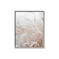 Picture of Frosted pampas grass _GroupedProduct_Rectangle_Portrait_Photography _GroupedProduct_Rectangle_Portrait_Canvas_Framed_