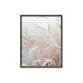 Picture of Frosted pampas grass _GroupedProduct_Rectangle_Portrait_Photography _GroupedProduct_Rectangle_Portrait_Canvas_Framed_