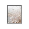 Picture of Frosted pampas grass _GroupedProduct_Rectangle_Portrait_Photography _GroupedProduct_Rectangle_Portrait_Canvas_Framed_