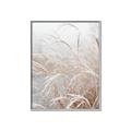 Picture of Frosted pampas grass _GroupedProduct_Rectangle_Portrait_Photography _GroupedProduct_Rectangle_Portrait_Canvas_Framed_