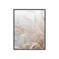 Picture of Frosted pampas grass _GroupedProduct_Rectangle_Portrait_Photography _GroupedProduct_Rectangle_Portrait_Canvas_Framed_