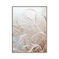Picture of Frosted pampas grass _GroupedProduct_Rectangle_Portrait_Photography _GroupedProduct_Rectangle_Portrait_Canvas_Framed_