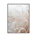Picture of Frosted pampas grass _GroupedProduct_Rectangle_Portrait_Photography _GroupedProduct_Rectangle_Portrait_Canvas_Framed_