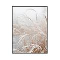 Picture of Frosted pampas grass _GroupedProduct_Rectangle_Portrait_Photography _GroupedProduct_Rectangle_Portrait_Canvas_Framed_