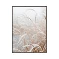 Picture of Frosted pampas grass _GroupedProduct_Rectangle_Portrait_Photography _GroupedProduct_Rectangle_Portrait_Canvas_Framed_
