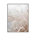Picture of Frosted pampas grass _GroupedProduct_Rectangle_Portrait_Photography _GroupedProduct_Rectangle_Portrait_Canvas_Framed_