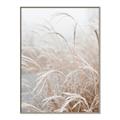 Picture of Frosted pampas grass _GroupedProduct_Rectangle_Portrait_Photography _GroupedProduct_Rectangle_Portrait_Canvas_Framed_