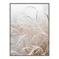 Picture of Frosted pampas grass _GroupedProduct_Rectangle_Portrait_Photography _GroupedProduct_Rectangle_Portrait_Canvas_Framed_