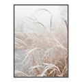 Picture of Frosted pampas grass _GroupedProduct_Rectangle_Portrait_Photography _GroupedProduct_Rectangle_Portrait_Canvas_Framed_
