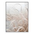 Picture of Frosted pampas grass _GroupedProduct_Rectangle_Portrait_Photography _GroupedProduct_Rectangle_Portrait_Canvas_Framed_