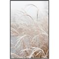 Picture of Frosted pampas grass _GroupedProduct_Rectangle_Portrait_Photography _GroupedProduct_Rectangle_Portrait_Canvas_Framed_