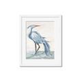 Picture of Blue Storks I _GroupedProduct_Rectangle_Portrait_Framed_Matted_